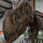 Walking T-Rex dinosaur skeleton for hire
