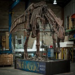 Night at the Museum T-Rex dinosaur skeleton for hire