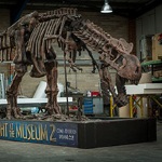 Night at the Museum T-Rex walking dinosaur skeleton